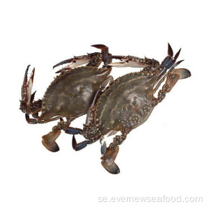 färsk fryst levande krabba packning